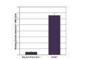 LXR-α antibody (pAb) tested by ChIP.