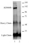 JMJD2B / KDM4B antibody (pAb) tested by immunoprecipitation.