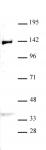 JMJD2B / KDM4B antibody (pAb) tested by Western blot.