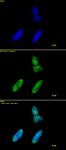 Histone H3K9ac antibody (mAb) tested by immunofluorescence.