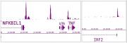 IRF-5 antibody (pAb) tested by ChIP-Seq.