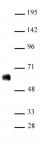IRF-5 antibody (pAb) tested by Western blot.