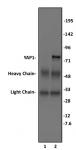 YAP1 antibody (pAb) tested by immunoprecipitation.