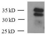 KLF6 antibody (mAb) tested by Western blot.