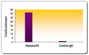 Histone H4 antibody (pAb) tested by ChIP.