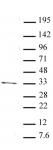 PITX2 antibody (pAb) tested by Western blot.