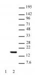 Histone H2BK15ac antibody (pAb) tested by Western blot.