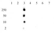 Histone H2BK15ac antibody (pAb) tested by dot blot analysis.
