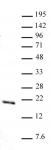 Histone H3K36me1 antibody (pAb) tested by Western blot.