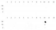 Histone H3K36me1 antibody (pAb) tested by dot blot analysis.