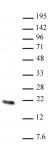 Hmgn2 antibody (pAb) tested by Western blot.