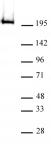 RNA pol II CTD phospho Thr4 antibody (mAb) tested by Western blot.
