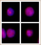XRCC1 antibody (pAb) tested by immunofluorescence.