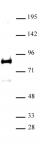 XRCC1 antibody (pAb) tested by Western blot.