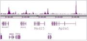 SRF antibody (mAb) tested by ChIP-Seq.
