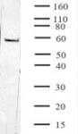 SRF antibody (mAb) tested by Western blot.