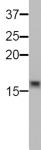 Histone H3K9me0 antibody (mAb) tested by Western blot.