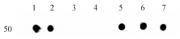 Histone H3K9me0 antibody (mAb) tested by dot blot analysis.