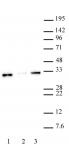 Histone H1.0 antibody (pAb) tested by Western blot.