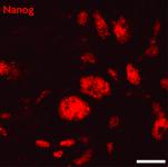 Nanog antibody (pAb) tested by immunofluorescence.