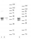 Nanog antibody (pAb) tested by Western blot.