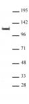 OGA/O-GlcNAcase antibody (pAb) tested by Western blot.