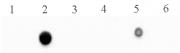 5-Methylcytosine (5-mC) antibody (mAb) tested by dot blot analysis.