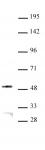JMJD6 antibody (pAb) tested by Western blot.