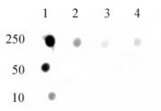 DNMT1 monomethyl Lys142 antibody (pAb) tested by dot blot analysis.