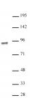 NR3C1 antibody (pAb) tested by Western blot.