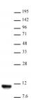 Histone H4K20me2 antibody (mAb) tested by Western blot.
