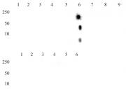 Histone H4K20me2 antibody (mAb) tested by dot blot analysis.
