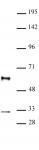 GFI1 antibody (pAb) tested by Western blot.