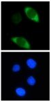 Cas9 antibody (mAb) tested by immunofluorescence.