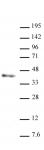 Nanog antibody (mAb) tested by Western blot.