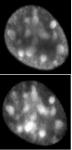 Histone H3.1 / 3.2 antibody (mAb) tested by immunofluorescence.