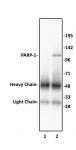 PARP-1 N-terminal antibody (pAb) tested by immunoprecipitation.