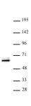 TEAD1 antibody (pAb) tested by Western blot.