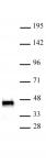 SMARCB1 antibody (mAb) tested by Western blot.