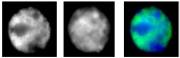 RNA pol II antibody (mAb) tested by immunofluorescence.