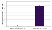 Spot-tag® antibody (28A5)