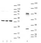 Cxxc4 antibody (pAb) tested by Western blot.