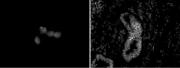 Chd5 antibody (mAb) tested by immunofluorescence.