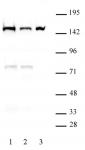 DHX9 antibody (mAb) tested by Western blot.