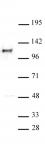 MCM2 antibody (pAb) tested by Western blot.