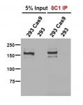 Cas9 antibody (mAb) tested by immunoprecipitation.