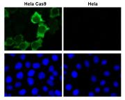 Cas9 antibody (mAb) tested by immunofluorescence.