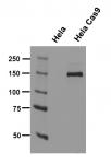 Cas9 antibody (mAb) tested by Western blot.