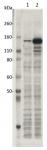 SaCas9 mAb (Clone 11E7) tested by Western blot.
