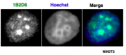 AATF / Che-1 antibody (mAb) tested by immunofluorescence.
